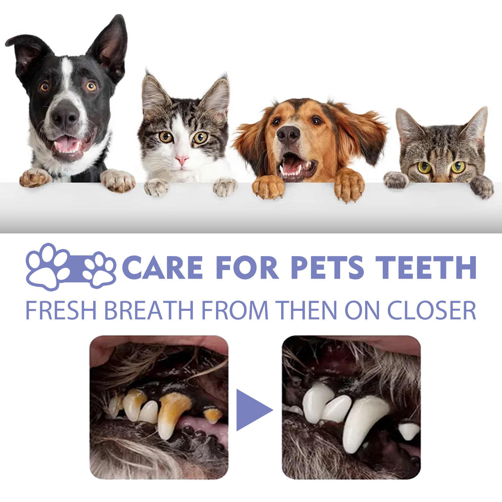 Pet Oral Cleanse Spray Mouth F - Whitening Mouthwash incelemesi ve fiyatı
